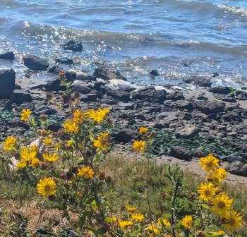 Gumplant blooming above North Basin Strip beach