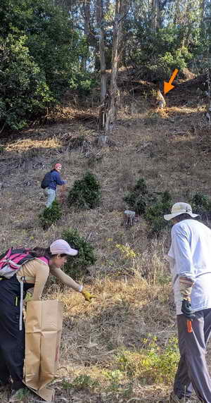 Weed Warriors remove broom and spuge on a steep slope in Tilden