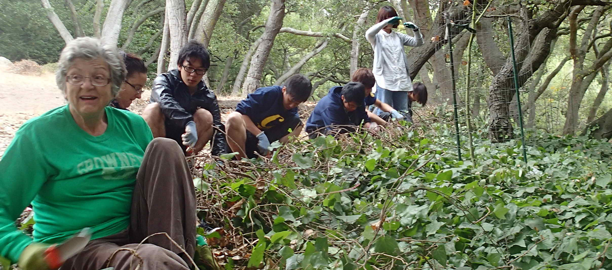 Removing ivy at John Hinkel Park