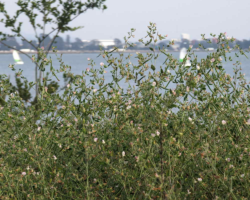 Varied natives like this Spaninsh clover flourish