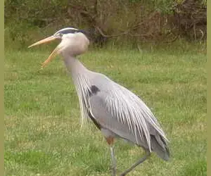 Great blue heron hunting in Shorebird Park Great blue heron hunting in Shorebird Park