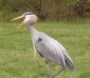 Great blue heron hunting in Shorebird Park Great blue heron hunting in Shorebird Park