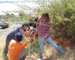 Big bushes need big weed wrenches. Big bushes need big weed wrenches