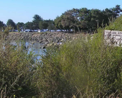 In 2007, broom choked the "nature study area" and hid the beach "Nature study area" almost hidden in dense broom