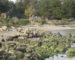 The wall of broom was gone by 2011 -- but we are still pulling out seedlings and hidden bushes. Beach without visible broom