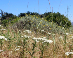 White yarrow and golden lizard tail White yarrow and golden lizard tail