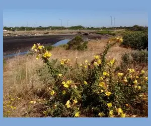 Native grasses and wildflowers at creek mouth. Wildflowers at mouth of Strawberry Creek