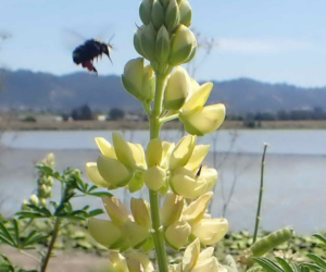 Bumblebee and yellow lupine Bumblebee and yellow lupineBumblebee and yellow lupine