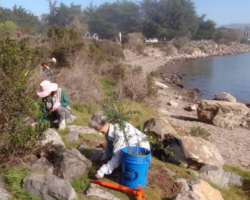 Year after year, fewer bushes Volunteers pulling scattered broom